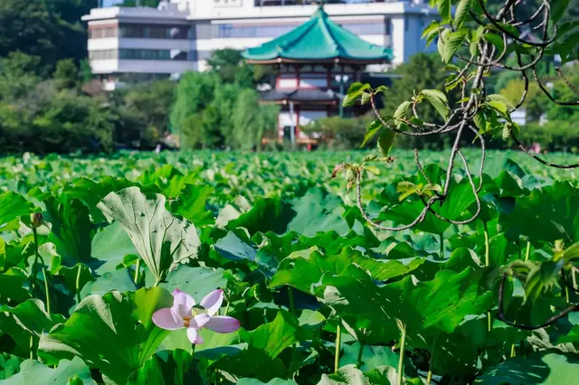 Lotus pond and temple pavilion in Ueno
